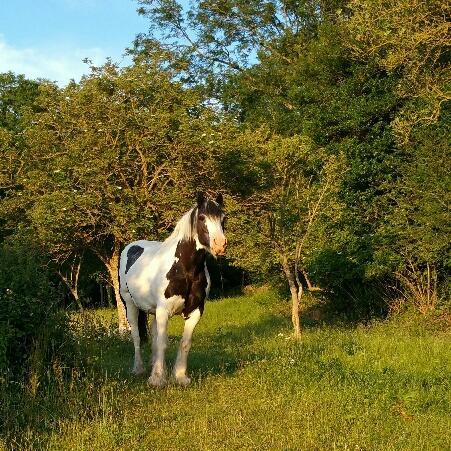 Moonfleat Villa West Quantoxhead Dış mekan fotoğraf